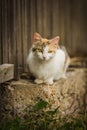 Orange and white cat sitting on low wall Royalty Free Stock Photo