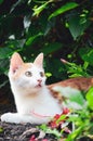 Orange white cat sitting near plants Royalty Free Stock Photo