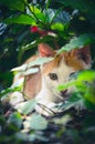 Orange white cat sitting near plants Royalty Free Stock Photo