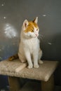 Orange and white cat sitting on cat tree in dim light Royalty Free Stock Photo