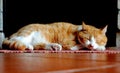 Orange and white cat sleeping Royalty Free Stock Photo