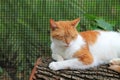 Orange and white cat sleeping on log Royalty Free Stock Photo