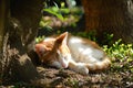 Orange and White Cat Sleeping Under a Tree Royalty Free Stock Photo