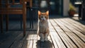 An orange and white cat stands on wooden planks, casting a shadow in sunlight, with a soft-focused background featuring Royalty Free Stock Photo