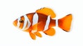 Striped Clownfish: Beautiful Copper Orange Fish With Large Fins