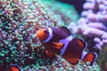 Orange and white clownfish anemonefish, also called Amphiprion, in a green anemone