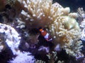 Orange and white clownfish with coral in the water