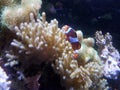 Orange and white clownfish with coral in the water