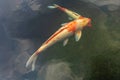 Orange and white colored Koi carp fish swimming in the water Royalty Free Stock Photo