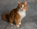 Orange and white cute cat sitting down making funny face with tongue out on a blue background Royalty Free Stock Photo