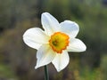 Orange and white daffodil flower closeup Royalty Free Stock Photo