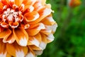 Orange white dahlia ball fresh flower details macro photography with green out of focus background.