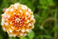 Orange white dahlia ball fresh flower details macro photography with green out of focus background Royalty Free Stock Photo