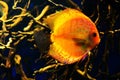 Orange with white diskus fish swims deep Royalty Free Stock Photo