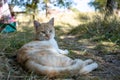 Orange and white domestic cat laying in garden grass next to a trail in the shade, soft focus close up Royalty Free Stock Photo