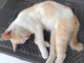 An orange and white domestic cat sleeping on a black carpet Royalty Free Stock Photo