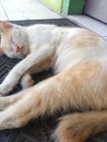 An orange and white domestic cat sleeping on a black carpet Royalty Free Stock Photo