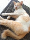 An orange and white domestic cat sleeping on a black carpet Royalty Free Stock Photo