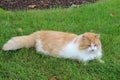 Orange and white domestic longhair cat in the grass
