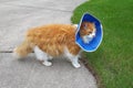 Orange and white domestic longhair cat wearing protective collar
