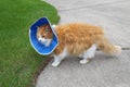 Orange and white domestic longhair cat wearing protective collar