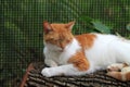 Orange and white domestic shorthaired cat on log Royalty Free Stock Photo
