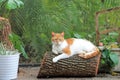 Orange and white domestic shorthaired cat on log Royalty Free Stock Photo