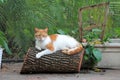 Orange and white domestic shorthaired cat on log Royalty Free Stock Photo