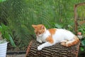 Orange and white domestic shorthaired cat on log Royalty Free Stock Photo