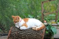 Orange and white domestic shorthaired cat on log Royalty Free Stock Photo