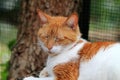 Orange and white domestic shorthaired cat portrait Royalty Free Stock Photo