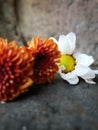 Orange and white flowers falling on a cold stone