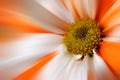 Orange White Gerber Daisy Flower Royalty Free Stock Photo