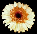 Orange-white  gerbera flower, black isolated background with clipping path.   Closeup.  no shadows.  For design. Royalty Free Stock Photo