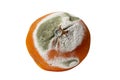 Orange with white and green mold. Close-up. Isolated on white background Royalty Free Stock Photo