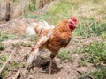 Orange and white hen stretching one wing and one leg while