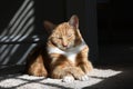 Orange Cat Napping in Sun