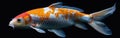 Orange and White Japanese Koi Fish Swimming in Isolated Pond Aquarium Background Royalty Free Stock Photo