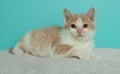 orange and white kitten cat lying down on a white blanket portrait Royalty Free Stock Photo