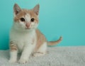 orange and white kitten cat sitting down on a white blanket portrait Royalty Free Stock Photo