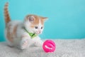 Orange White Kitten Cat Wearing Bow Tie Striped Green Playing Portrait Pet Cute Costume Fluffy Pink Action Silly Paw Ball Blue Royalty Free Stock Photo