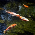 Orange and white koi fish swimming in the pond Royalty Free Stock Photo