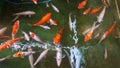 Orange and white koi fish swimming in the pond Royalty Free Stock Photo