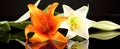 Orange and white lilies Royalty Free Stock Photo