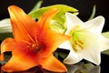 Orange and White Lilies Royalty Free Stock Photo