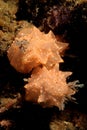 Orange and white nudibranch couple.