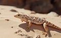 Orange and White Patterned Lizard on Sandy Desert Surface Royalty Free Stock Photo