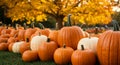 Orange and White Pumpkins in Autumn Field Royalty Free Stock Photo