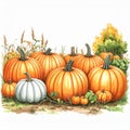 Orange and White Pumpkins in an Autumn Field Royalty Free Stock Photo