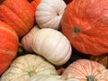 Orange and white pumpkins and gourds Royalty Free Stock Photo
